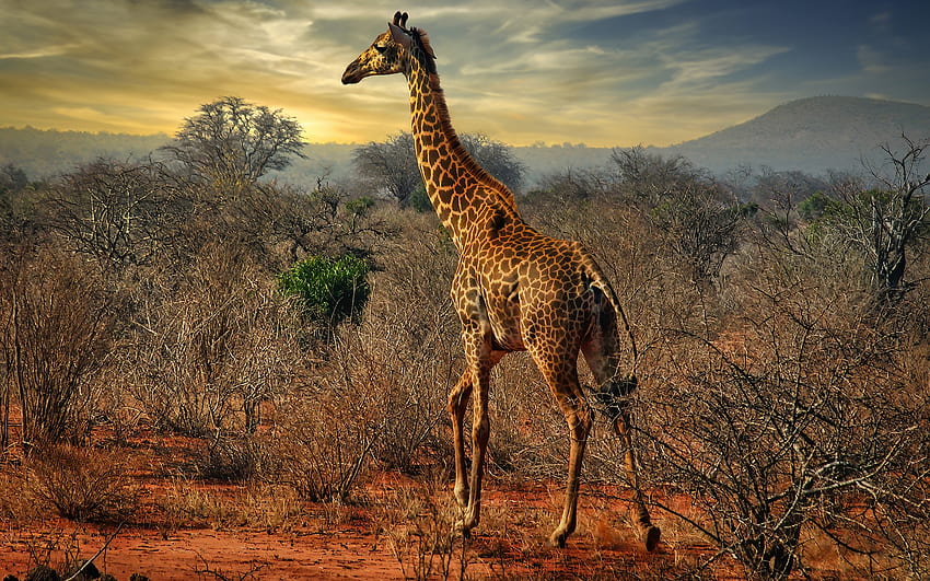 Giraffe, animal, nature, tundra HD wallpaper