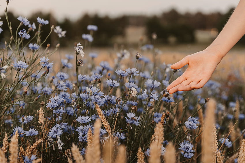 Blumen, Zapfen, blaue Kornblumen, Hand, Verschiedenes, Verschiedenes, Feld, Ährchen HD-Hintergrundbild
