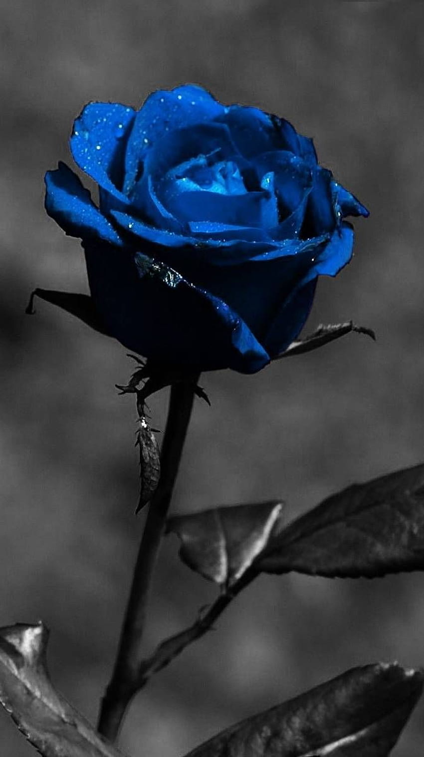 Niebieska róża. Niebieskie róże, Czerwone róże, Kwiatowy telefon Tapeta na telefon HD