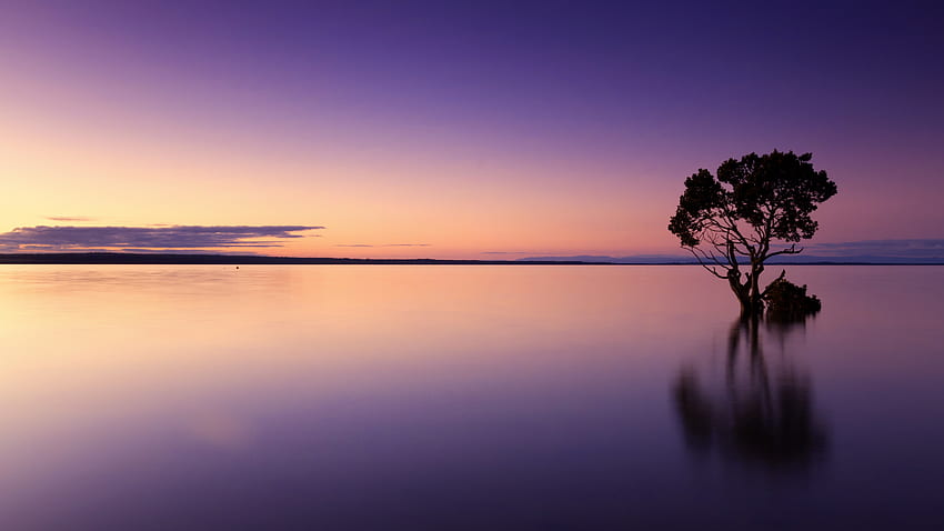 Water, Nature, Sunset, Sky, Lake, Wood, Tree, Evening, Purple HD wallpaper