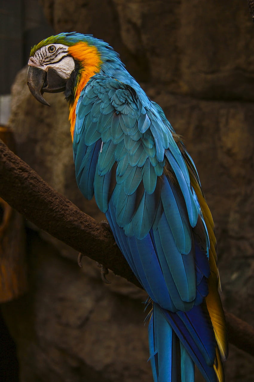 Hyacinth Macaw HD phone wallpaper