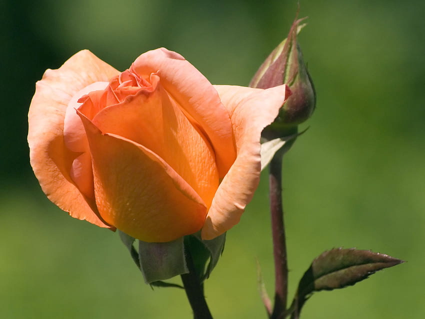 UNA ROSA ARANCIONE PER MISS MUFFETT, bellissima, rosa, bellissima, arancione Sfondo HD