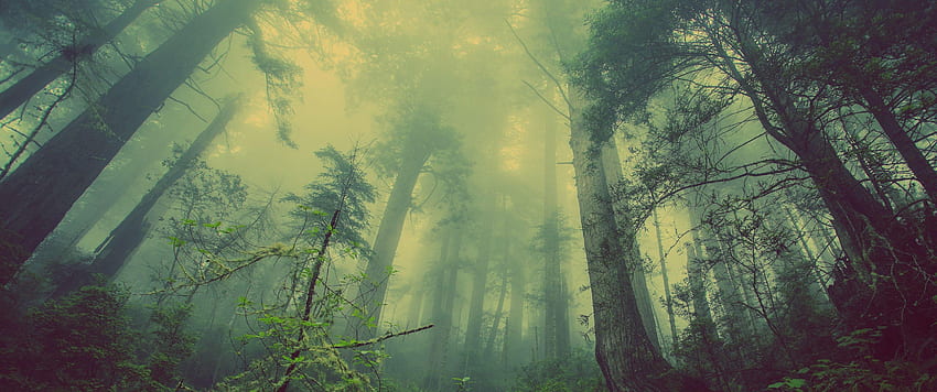 Ultrawide Wald, 3440 x 1440 Grün HD-Hintergrundbild