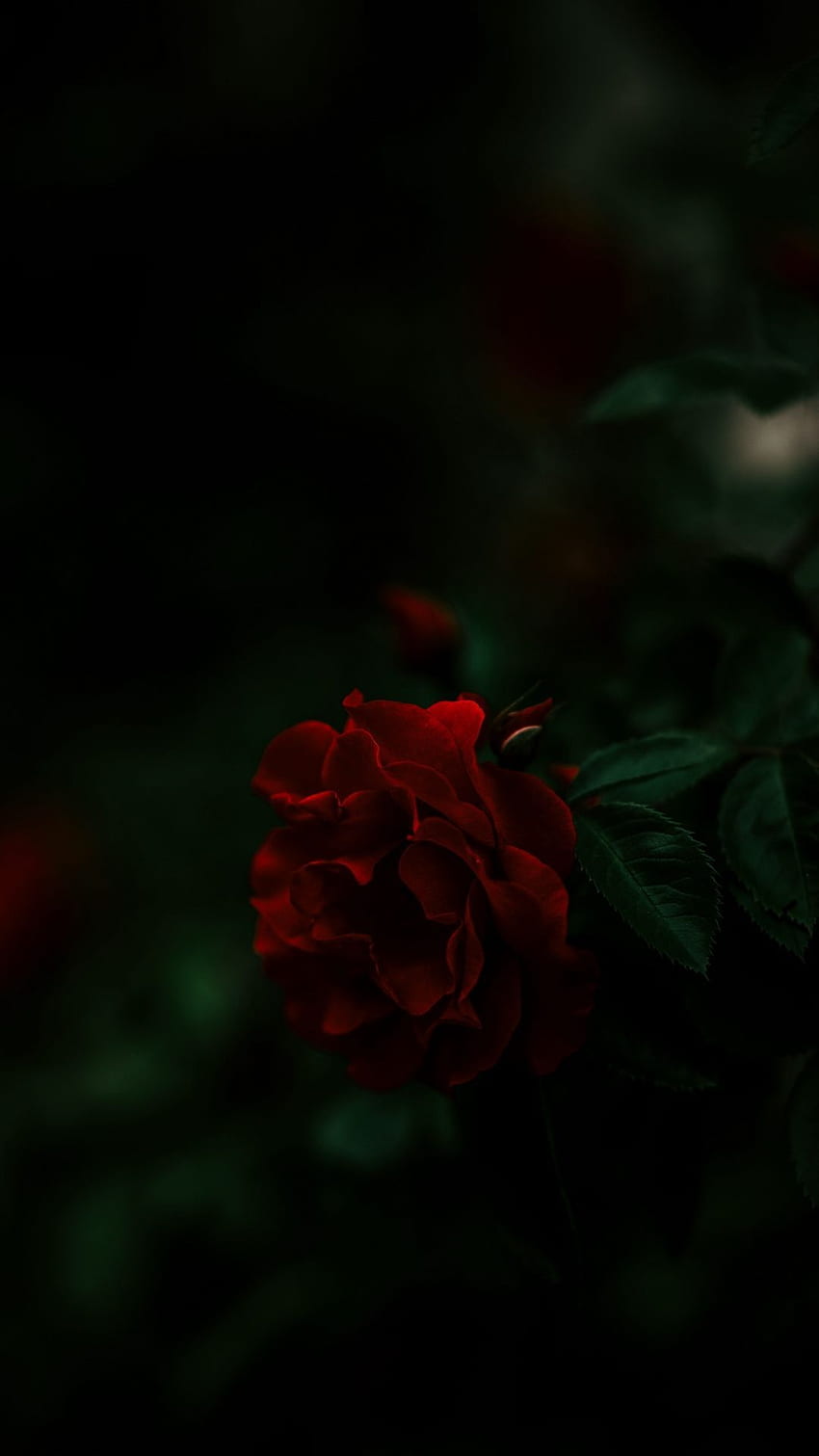 Page 16 | Red Flower Wallpaper Images - Free Download on Freepik