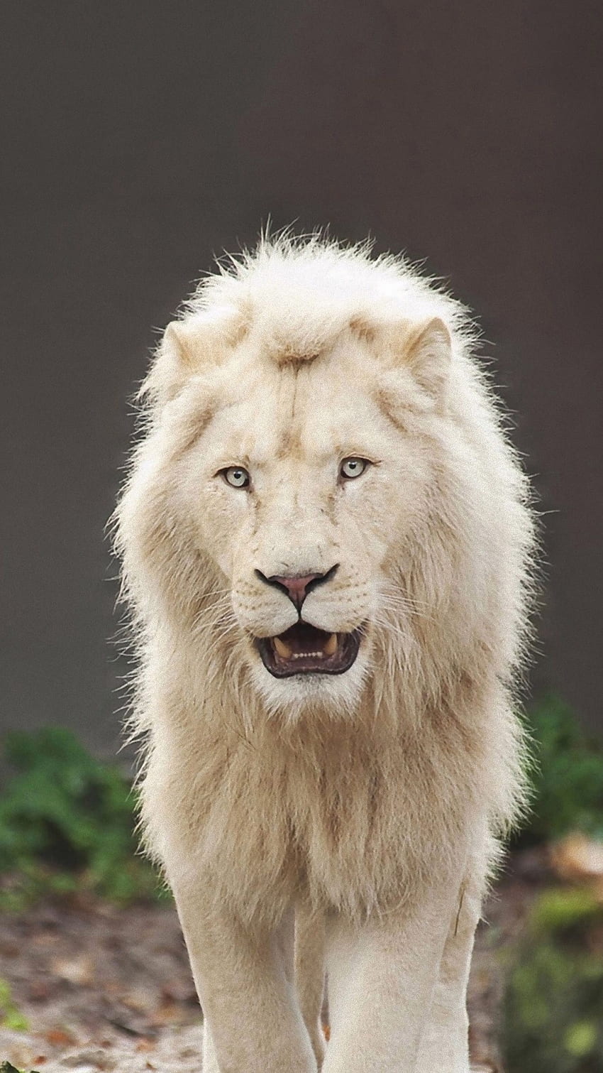 ホワイト ライオン、危険な動物 HD電話の壁紙