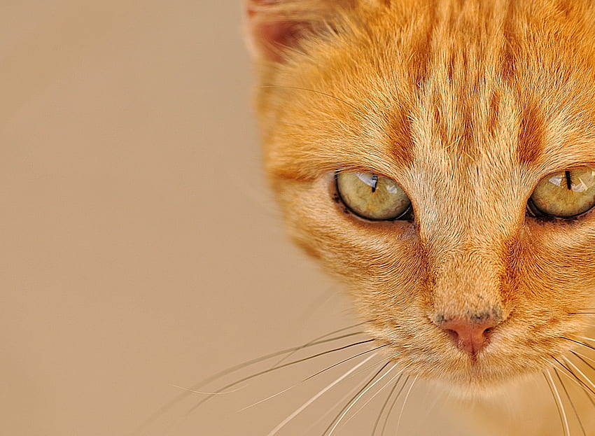 고양이, pisica, 동물, 눈, 얼굴, 오렌지, 생강 HD 월페이퍼