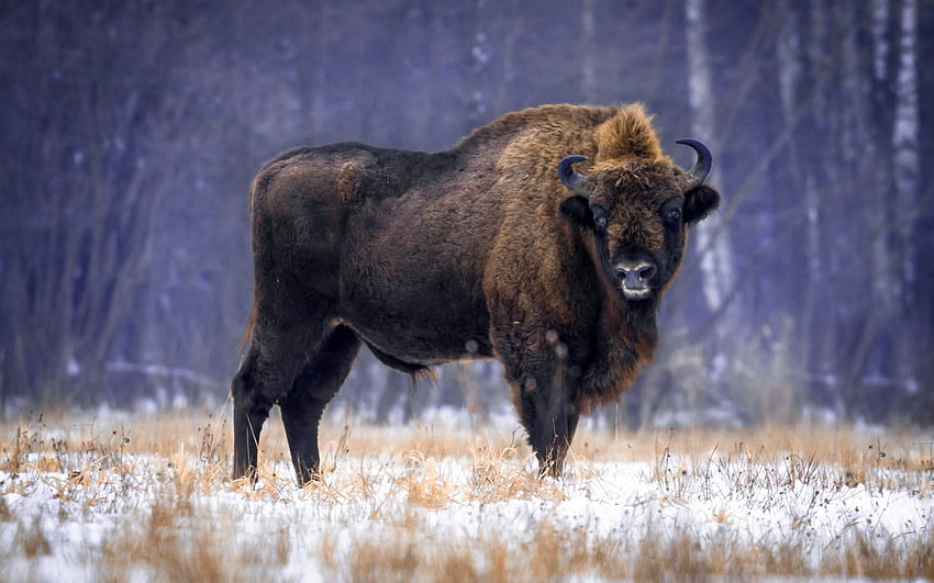 American Bison II – lovely wall mural – Photowall