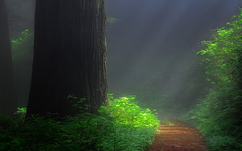 Page 6 | redwood forest redwoods HD wallpapers | Pxfuel