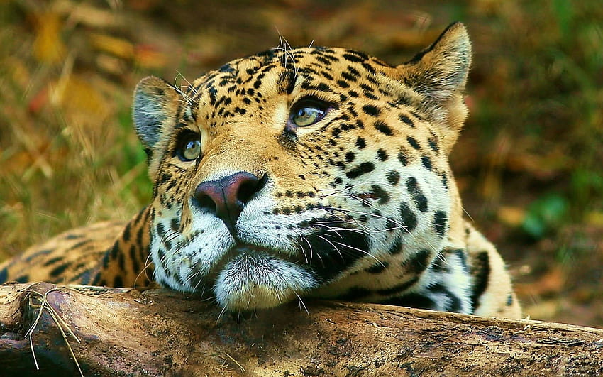 Brown jaguar, animals, leopard, feline, leopard (animal) . Flare, Jaguar Cat HD wallpaper