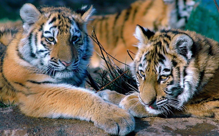 Animali, tigri, predatori, coppia, coppia, sdraiarsi, sdraiarsi, famiglia Sfondo HD