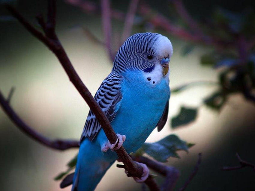 Parakeet HD wallpaper | Pxfuel