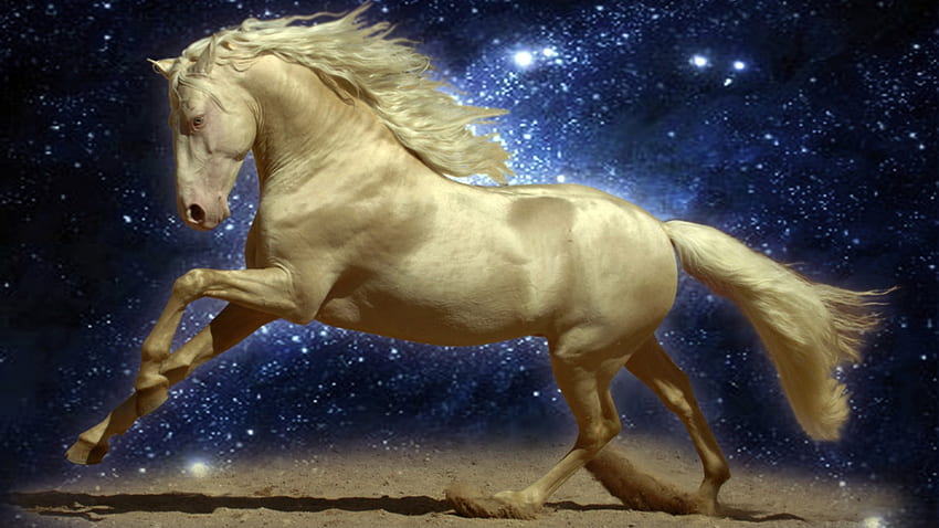 Cavalli 3D Cavalli 3D [] per il tuo, cellulare e tablet. Esplora il cavallo 3D. Cool Horse, cavallo, vernice Sfondo HD