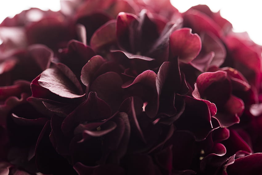 Blume, Makro, Nahaufnahme, Hortensie HD-Hintergrundbild