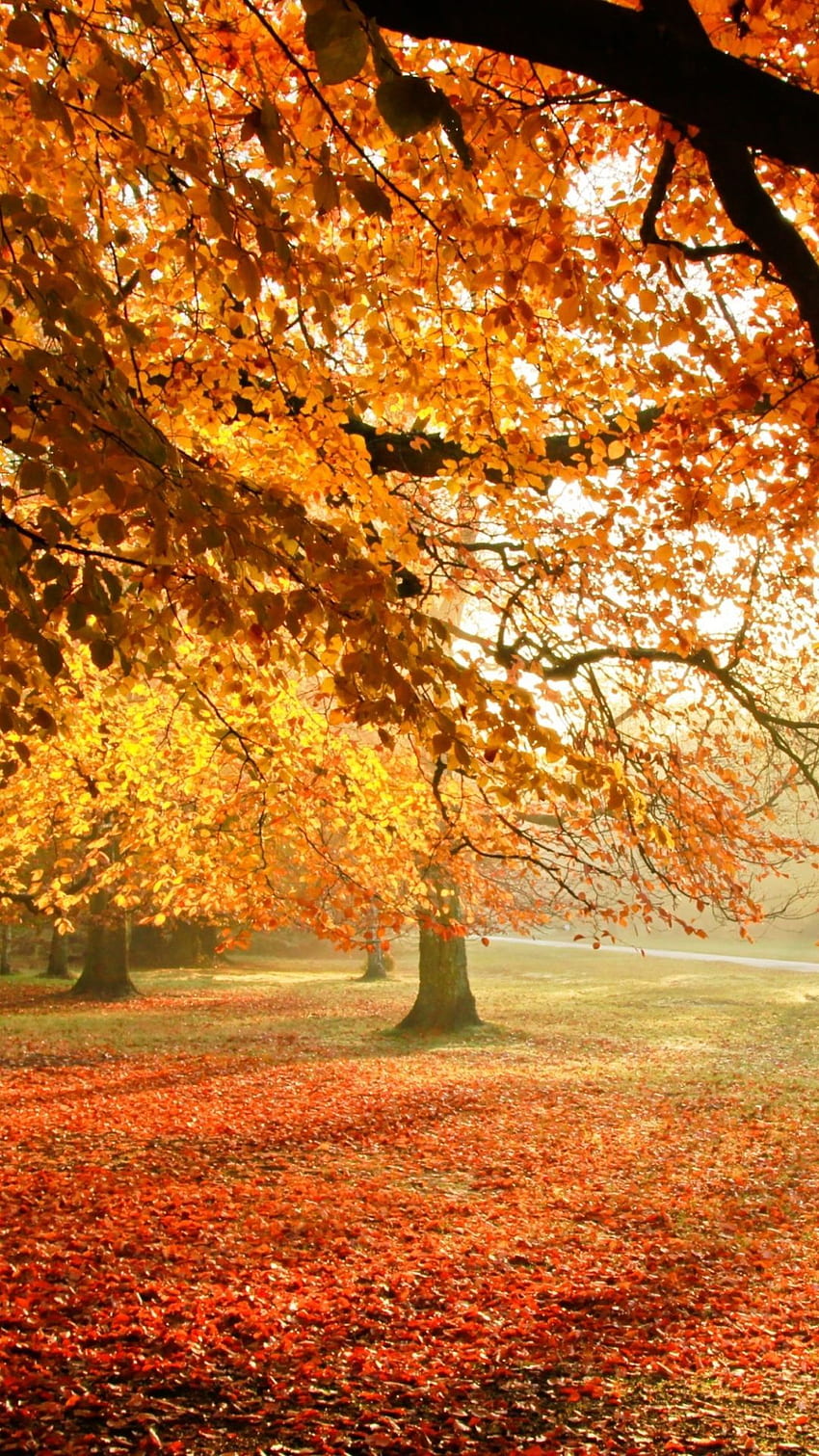 Autumn Forest Sunlight mobile HD phone wallpaper | Pxfuel