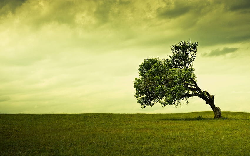 Stand Alone Manipulated Nature in jpg HD wallpaper