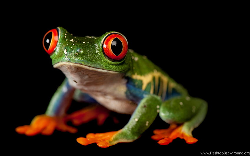 Top Tree Frog Background HD wallpaper | Pxfuel