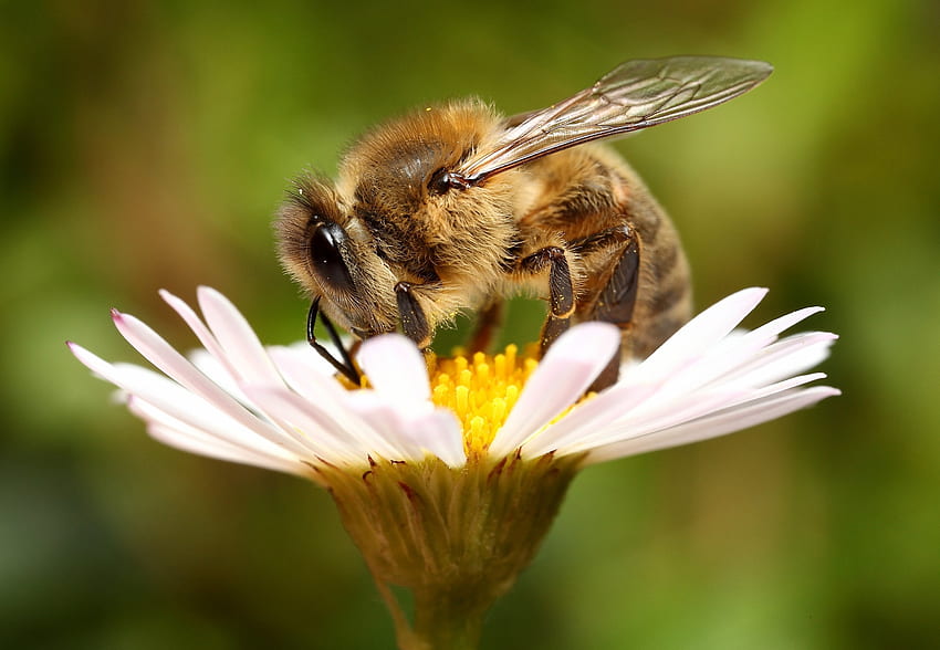 Background, Flower, Macro, Bee HD wallpaper