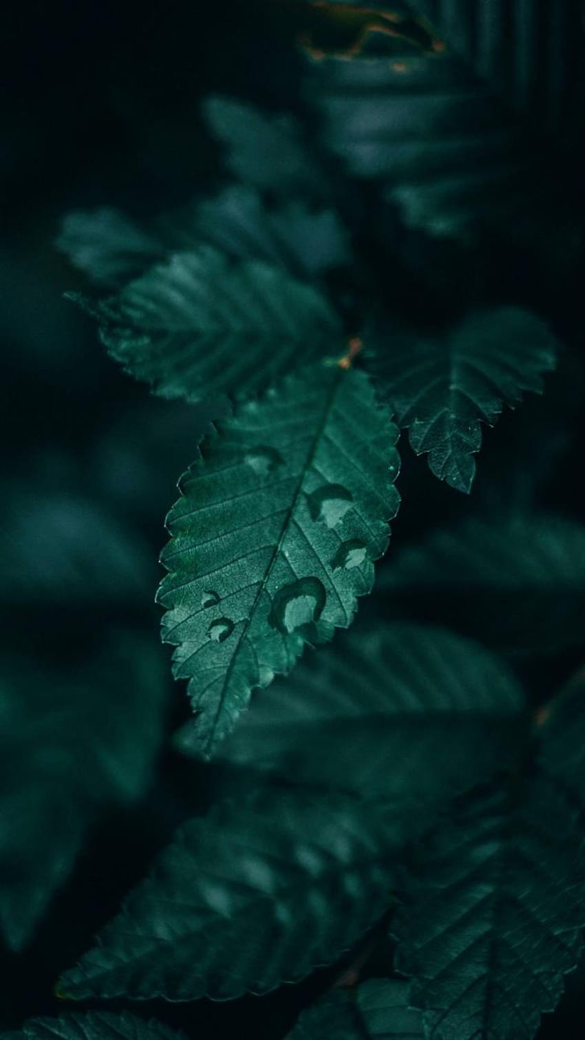 Download Dark Green Wild Leaves Aesthetic Wallpaper  Wallpaperscom