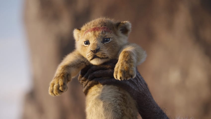 Baby Simba Lion King HD wallpaper