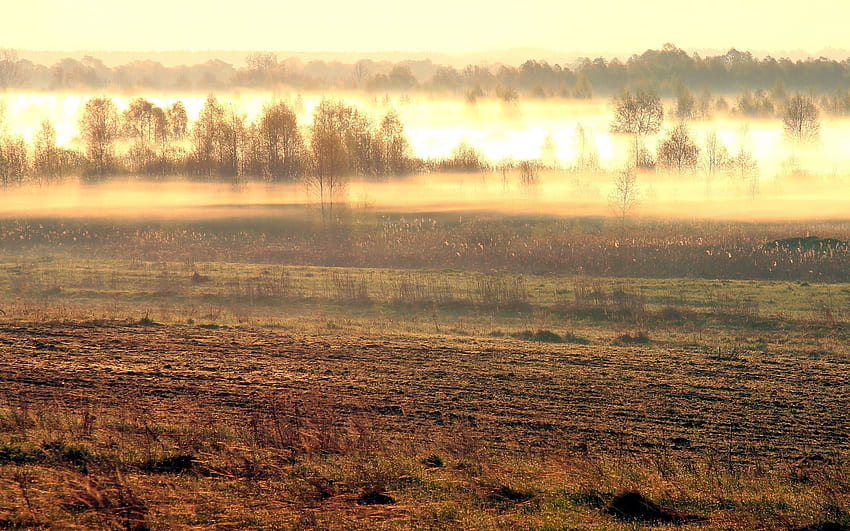 Misty morning in the spring field HD wallpaper
