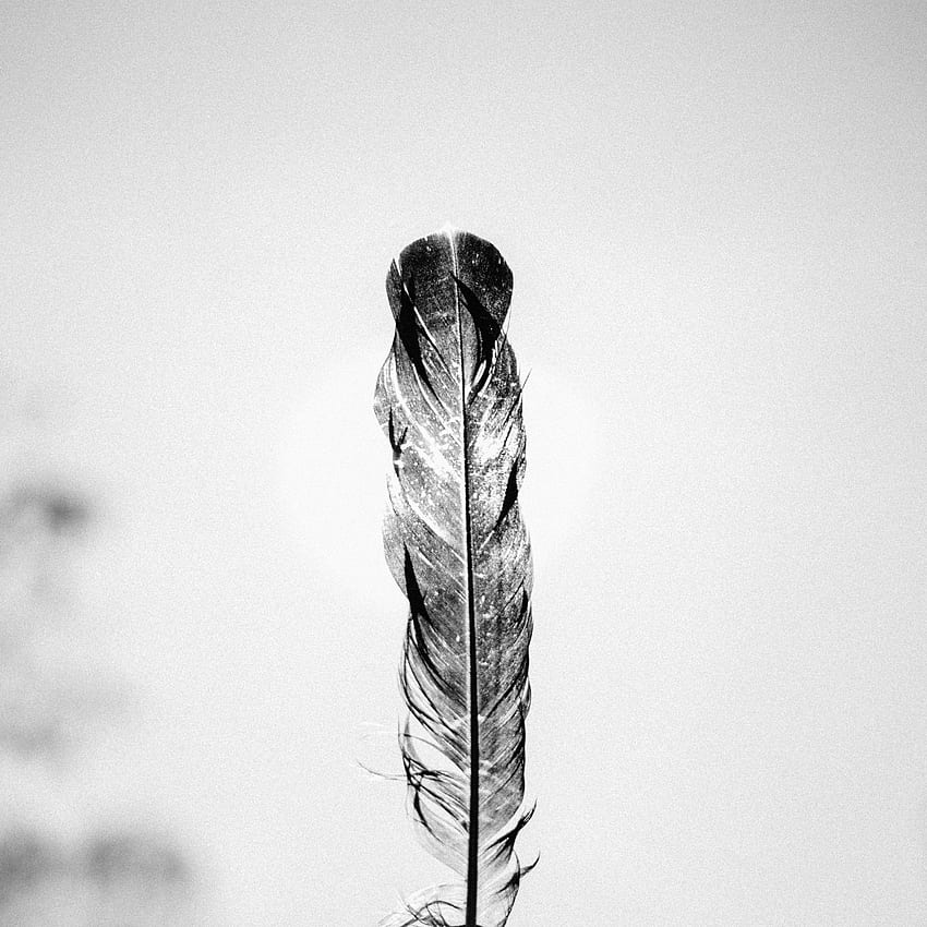 feather, bw, minimalism ipad air, ipad air 2, ipad 3, ipad 4, ipad mini 2, ipad mini 3, ipad mini 4, ipad pro 9.7 for parallax background, Black and White Feather HD phone wallpaper