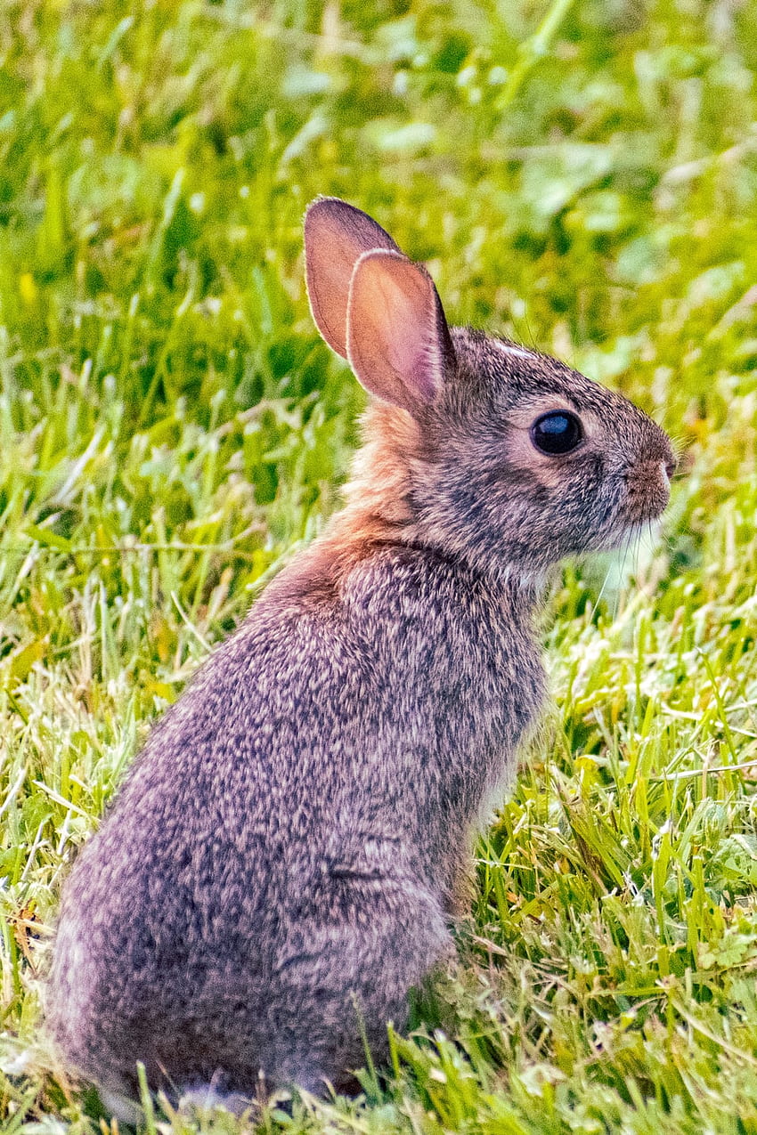 Rabbit [], Wild Rabbit HD phone wallpaper