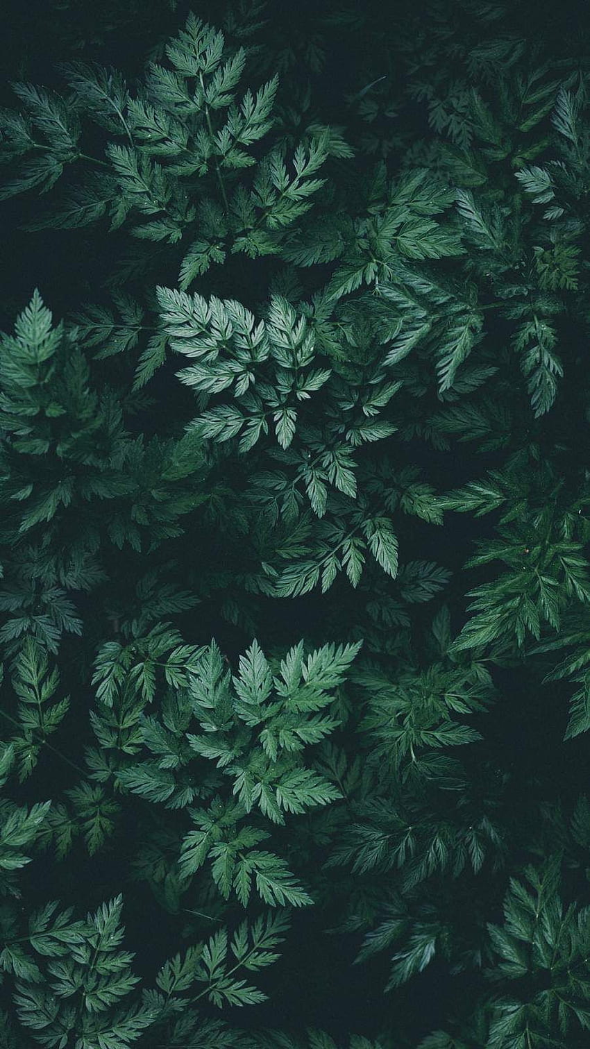 Nature dark green HD wallpapers | Pxfuel