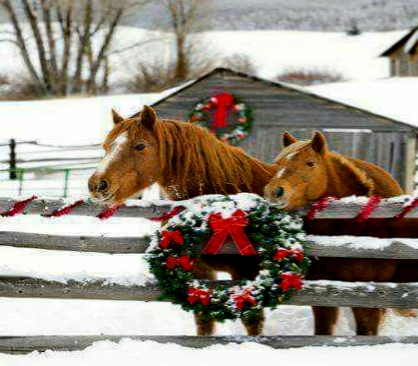 Frohe Weihnachten, Kränze, fröhlich, Weihnachten, Pferde HD-Hintergrundbild