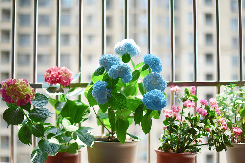 Flores, Planta de casa, Planta de interior, Vaso papel de parede HD