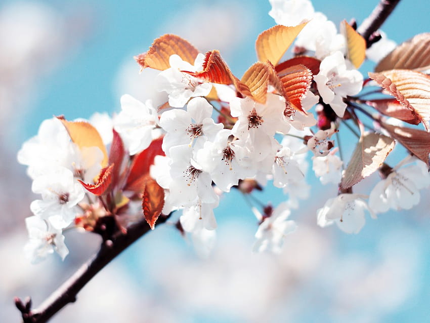 Черешови цветя, бяло, цвят, череша, пролет, дърво HD тапет