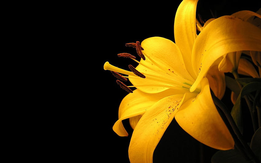 Yellow Lily Flower - , High Definition, High HD wallpaper | Pxfuel