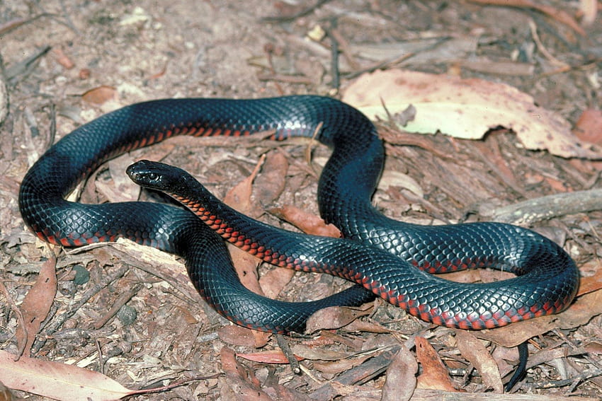 Red Bellied Black Snake HD wallpaper