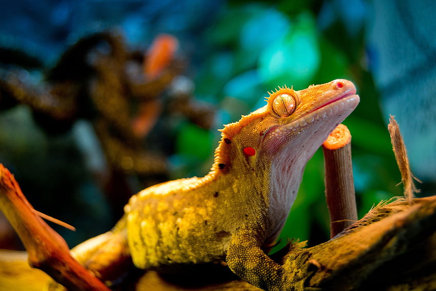 Geckos (). Animaux, Amphibiens, Lezard, Crested Gecko HD-Hintergrundbild