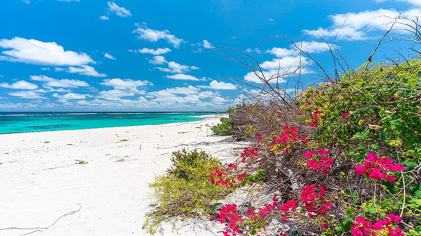 Bougainvillea, Two Foot Bay, Barbuda, Caribbean, sand, flowers, blossoms, sea, clouds, sky HD wallpaper