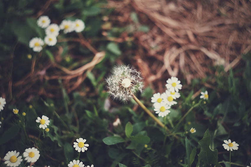 ดอกไม้ หญ้า ดอกคาโมไมล์ ดอกแดนดิไลอัน วอลล์เปเปอร์ HD