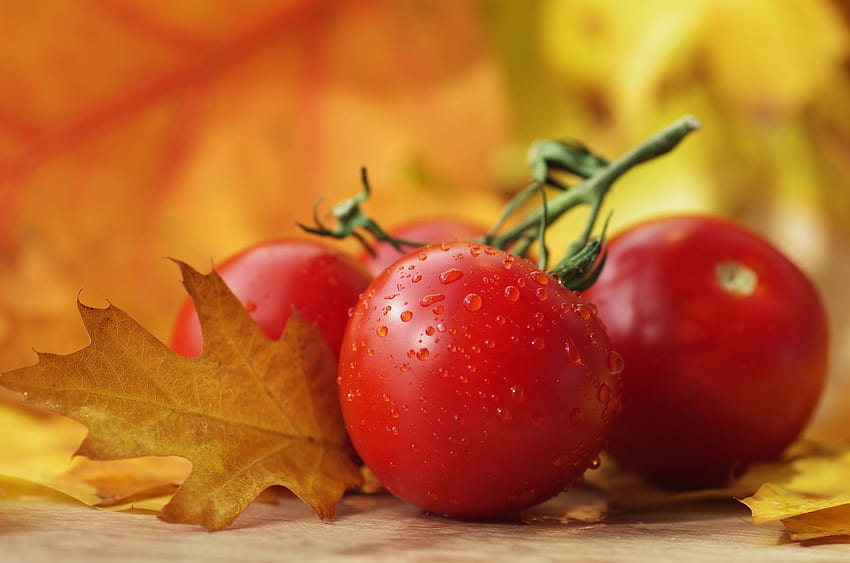 Alimentos, Legumes, Gotas, Tomates papel de parede HD