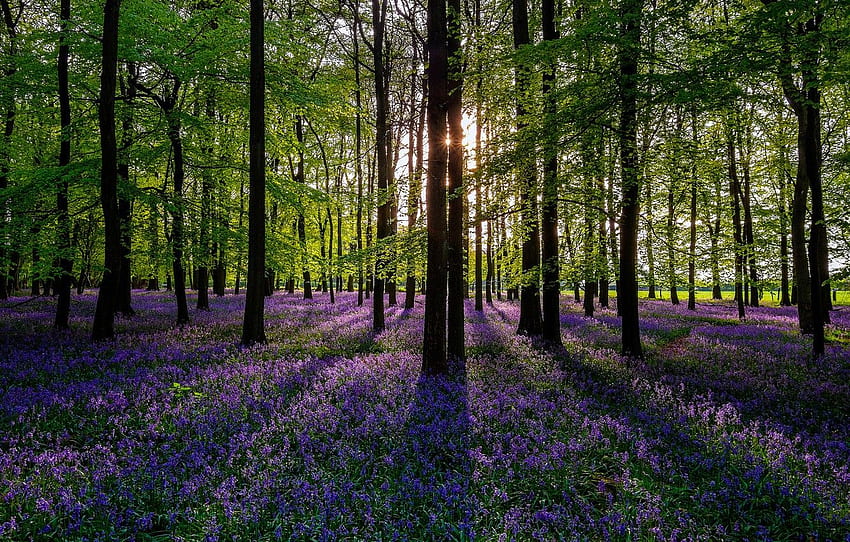 forest, the sun, trees, flowers, nature, spring HD wallpaper