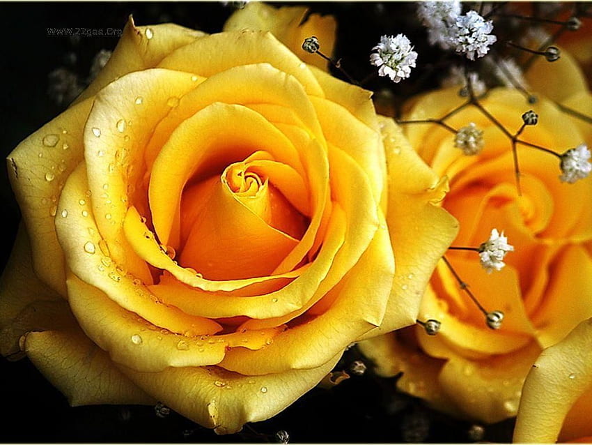 ขอบดอกกุหลาบสีเหลืองสง่างาม (หน้า 3) วอลล์เปเปอร์ HD