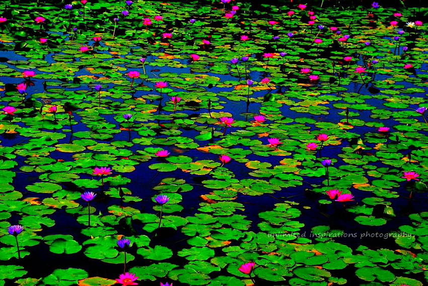 Lily pond beauty, blue, green lily pads, pink, flowers, lily pond, pond HD wallpaper