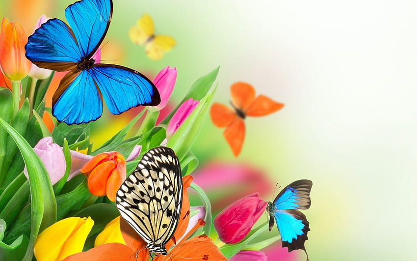 Green Butterfly, Pastel Flowers Butterflies HD wallpaper