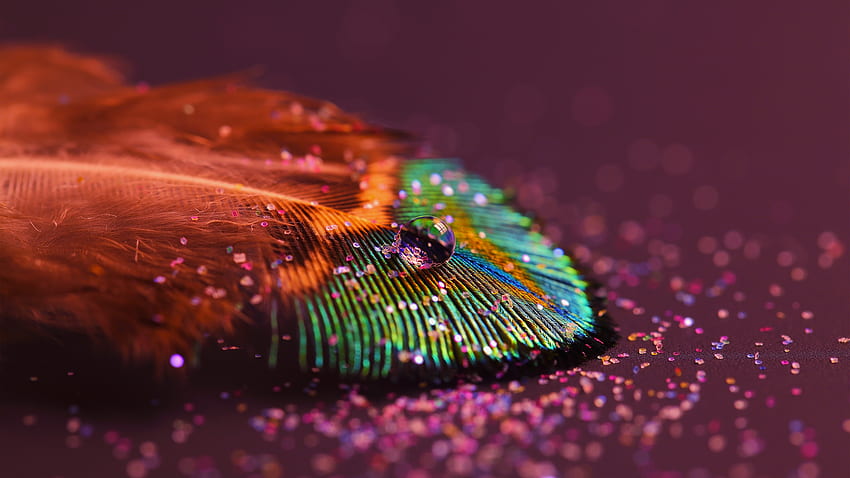 Objects, Feather HD wallpaper