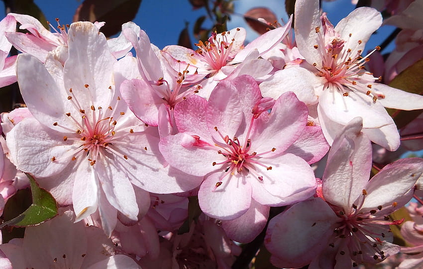 ฤดูใบไม้ผลิ ต้นไม้ ธรรมชาติ ดอกไม้ ฤดูใบไม้ผลิ วอลล์เปเปอร์ HD
