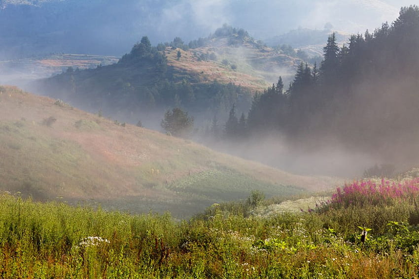 Brume de montagne, brume, brouillard, graphie, vert, bulgarie, forêt, montagne Fond d'écran HD