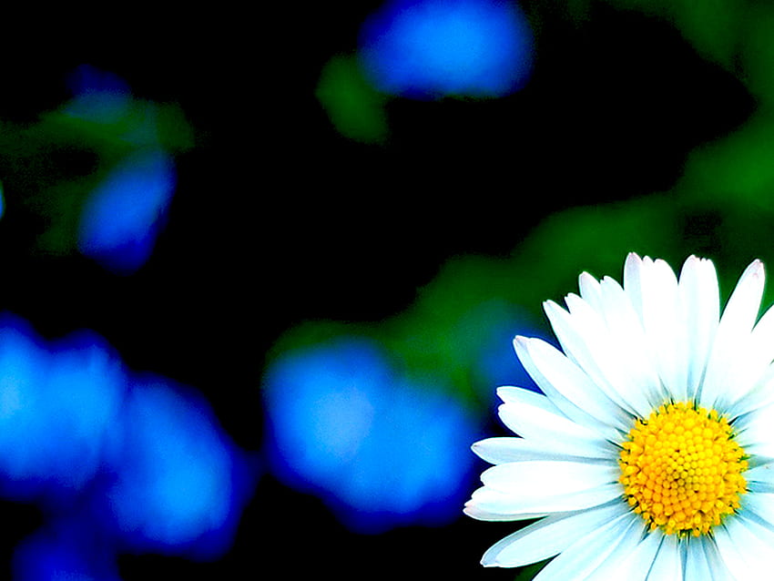 Frisch, Blume HD-Hintergrundbild