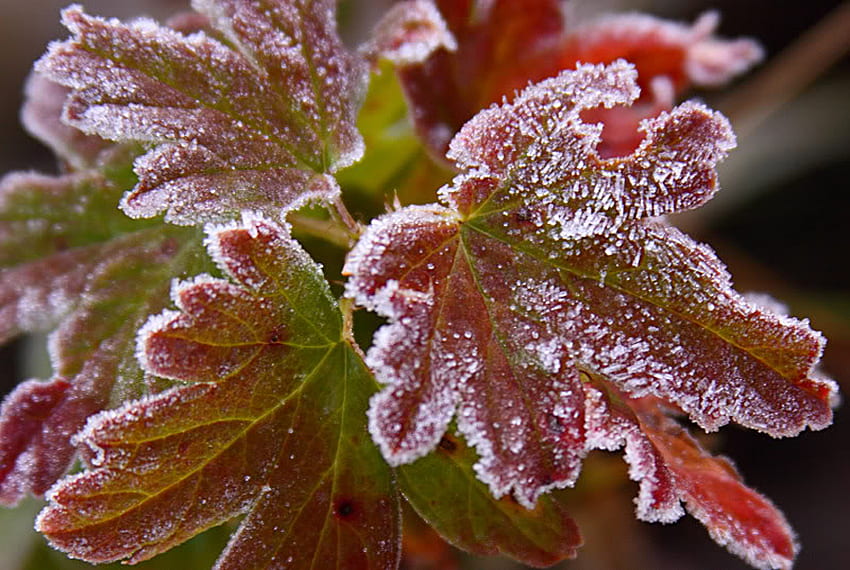 Frosty Autumn Leaves, Winter, Frost, Blätter, Herbst, Eis HD-Hintergrundbild