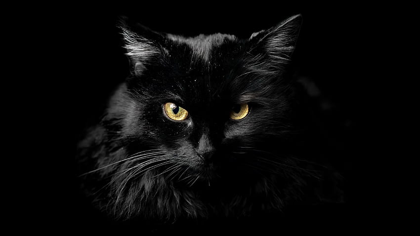 Closeup View Of Dark Black With Yellow Eyes Cat In Dark Background Cat Wallpaper HD