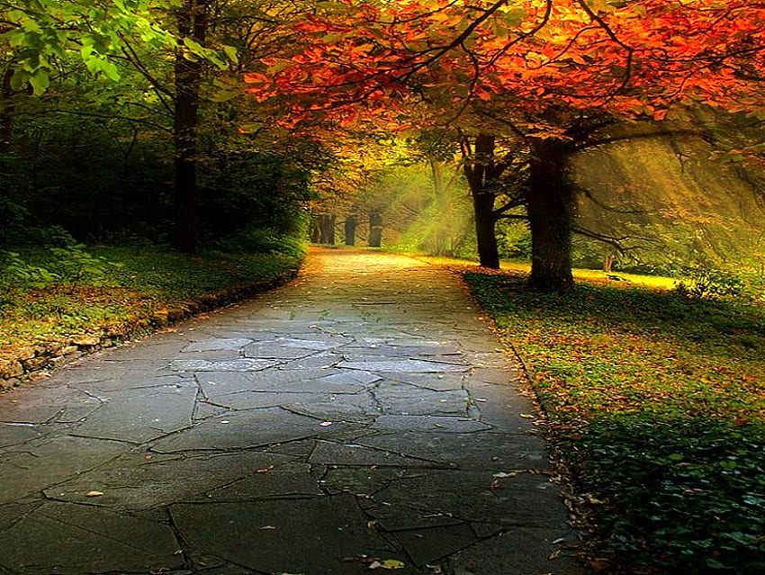 Colored walkway, fallen leaves, orange, sun rays, walkway, green, yellow, red, trees, autumn, forest HD wallpaper
