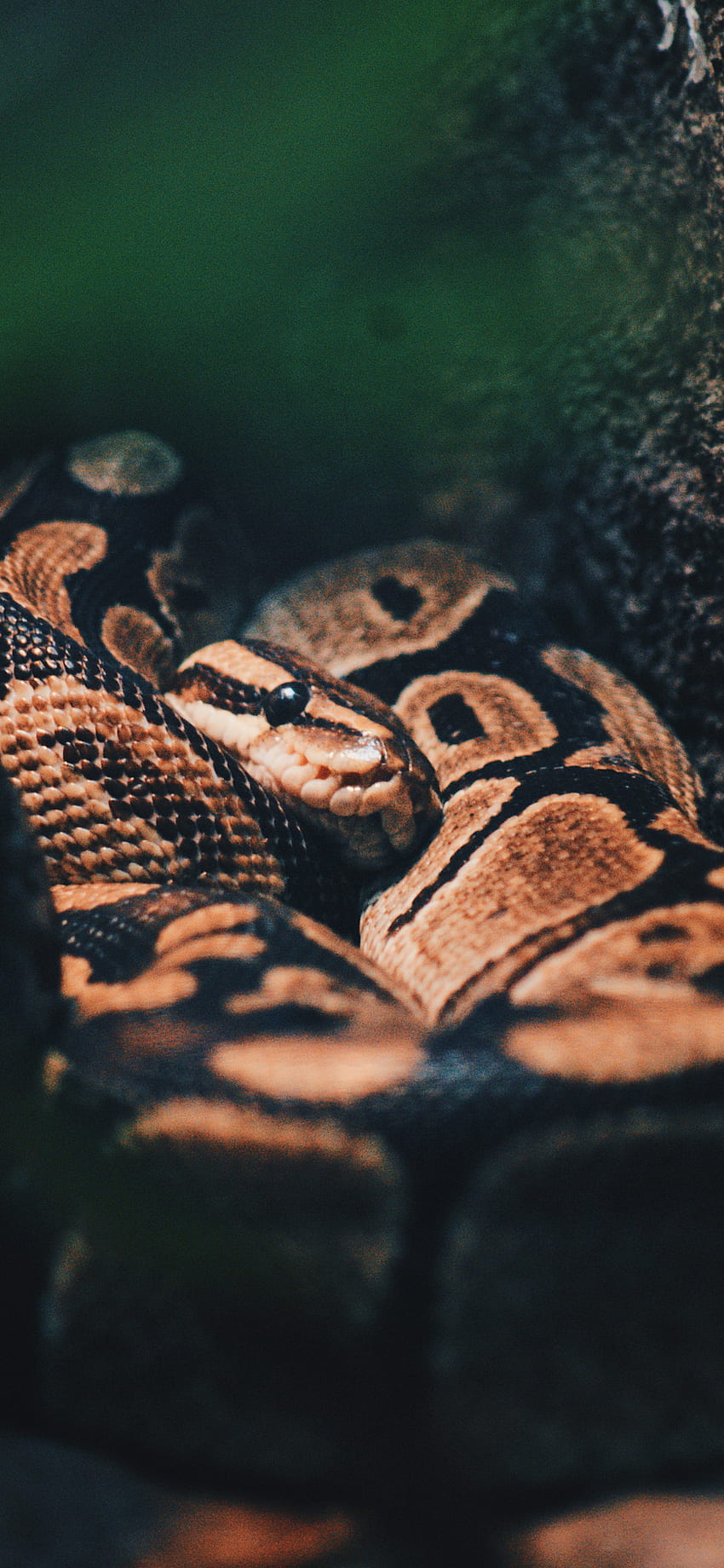 Snakes, Viper Snake iPhone HD phone wallpaper