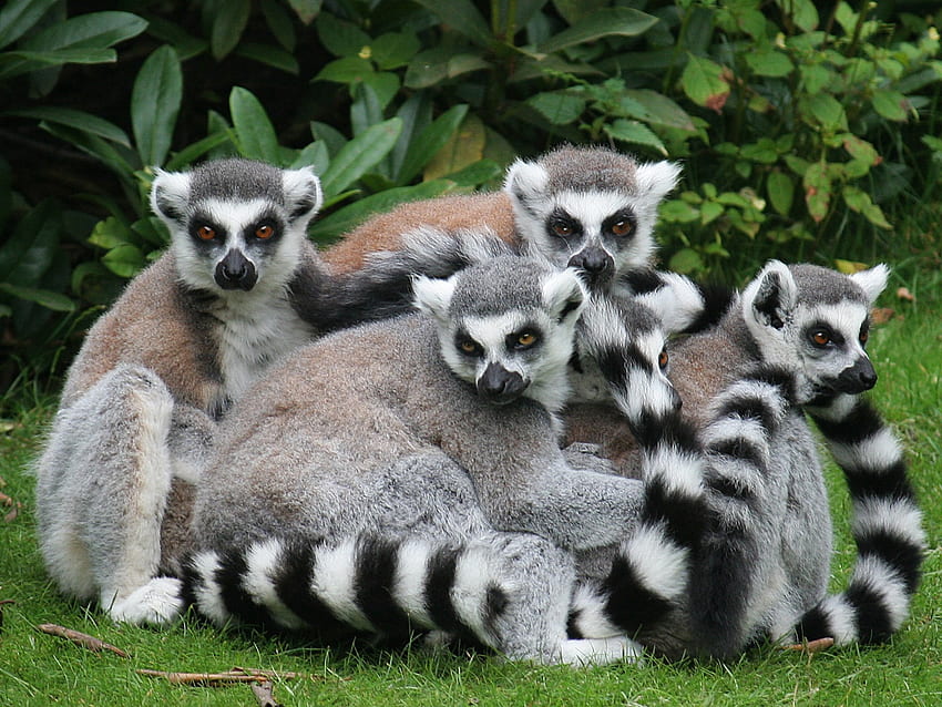 Lemurs portrait, animal, wildlife, lemur, nature, grass HD wallpaper