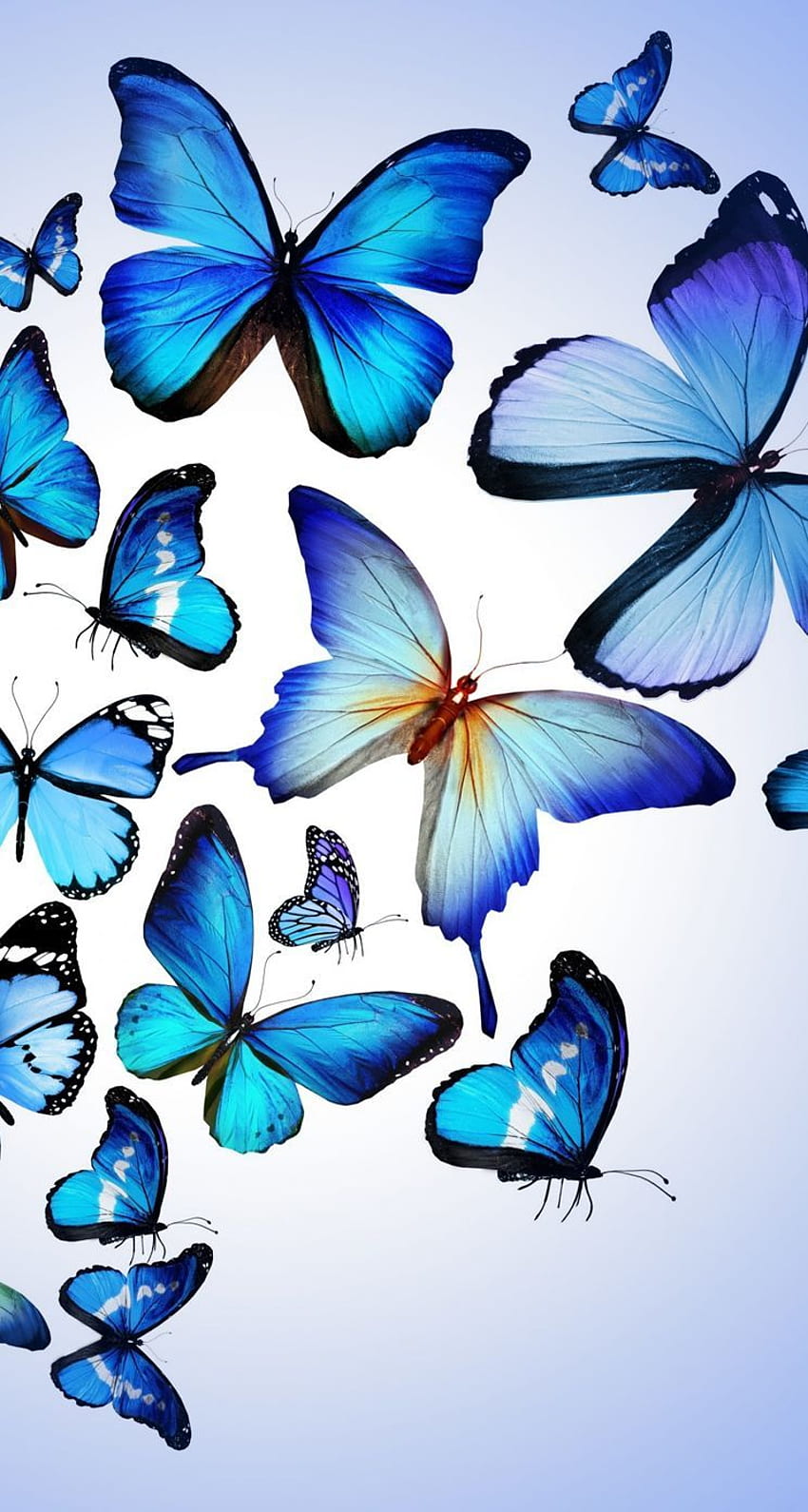 Panoramiczny niebieski motyl w tle 1024×768 Tapeta na telefon HD